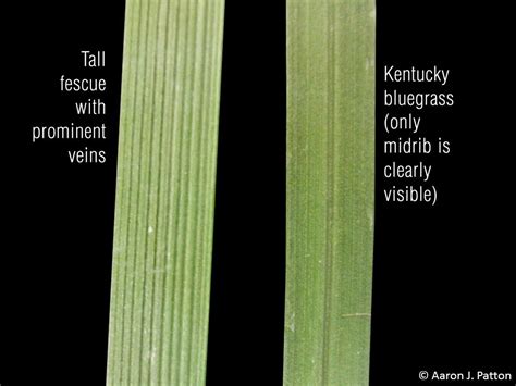 Tall Fescue Grass Vs Bluegrass