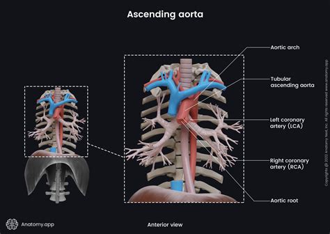 Ascending aorta | Encyclopedia | Anatomy.app | Learn anatomy | 3D ...