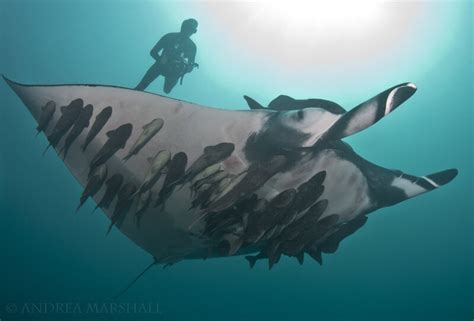 Giant manta ray muscles reveal feeding behaviors — Marine Megafauna Foundation