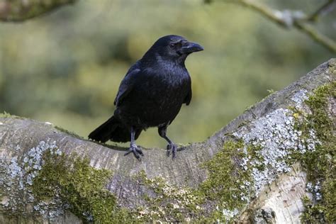 Crow Symbolism - Spirit Animal Totems