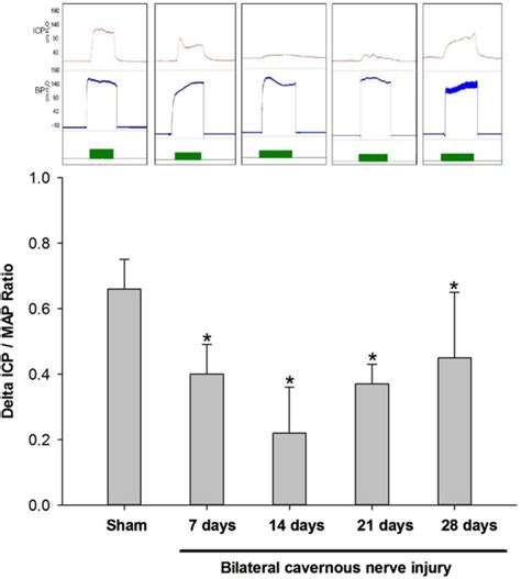 nNOS-positive minor-branches of the dorsal penile nerves is associated with erectile function in ...