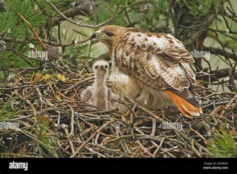 red-tailed hawk nesting with baby chicks Stock Photo - Alamy