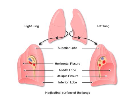 Lung Lobes and Fissures | GetBodySmart