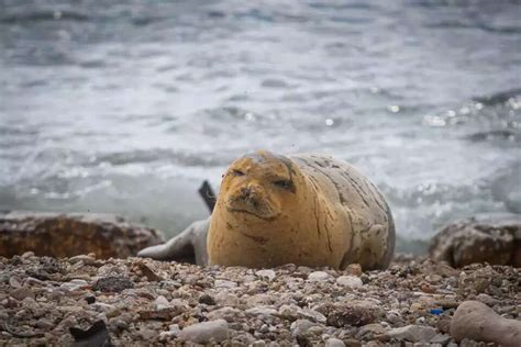 In first, rare seal makes landfall on Israel’s shore – www.israelhayom.com