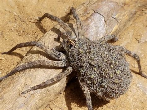 Wolf Spider Bite Symptoms, Treatment, and Pictures.