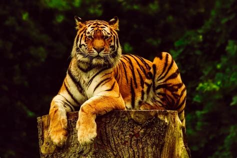 Tiger Animal Wildlife - Free photo on Pixabay