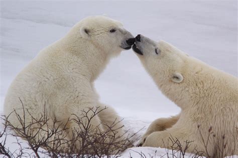 kissing polar bears