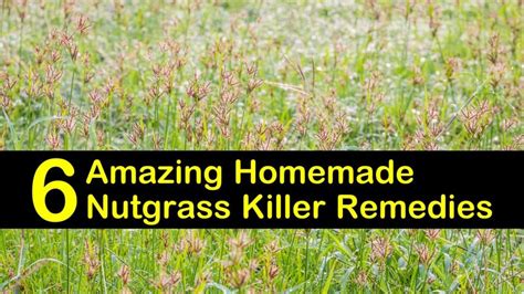 6 Amazing Homemade Nutgrass Killer Remedies | Free Nude Porn Photos