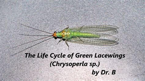 The life cycle of green lacewings (Chrysopidae) | The life cycle of ...