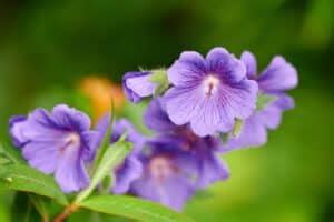 Geranium Flower Meaning and Symbolism You Must Know | Florgeous