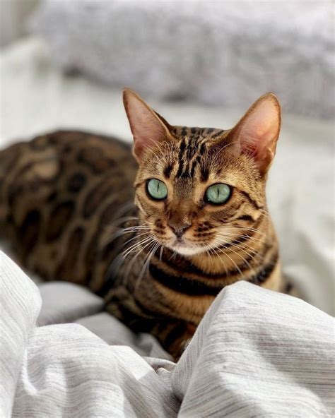 Pin by Babi Ferreira on P E T S in 2022 | Bengal cat, Hybrid cat, Pretty cats