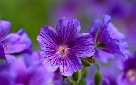 identification - What is this purple flower called? - Gardening & Landscaping Stack Exchange