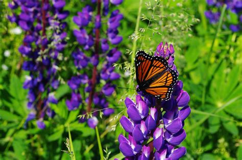 Corki Ultimate: Monarch Butterfly Garden Flowers - My Tips For Easy Summer Flowers in the Garden ...