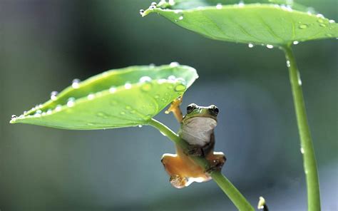 HD wallpaper: Rain Frog-Animal Widescreen Wallpaper, green frog in ...