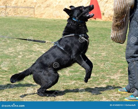 Recklessly: Black German Shepherd Training