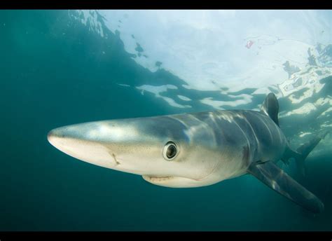 'Demon Fish': New Book Explores The Hidden World Of Sharks (PHOTOS) | HuffPost Impact