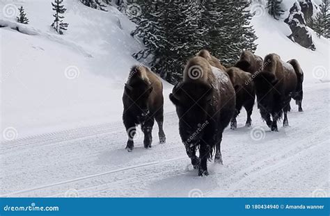 Bison Herd Moving during the Winter in Yellowstone National Park Stock ...