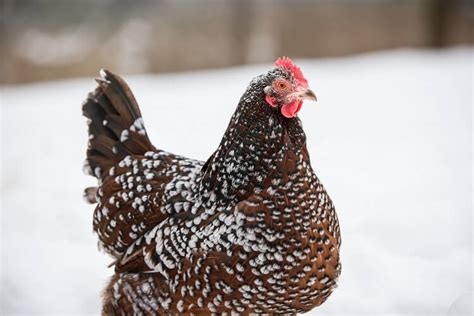 Speckled Sussex Breed Guide: All You Need To Know | Chickens And More