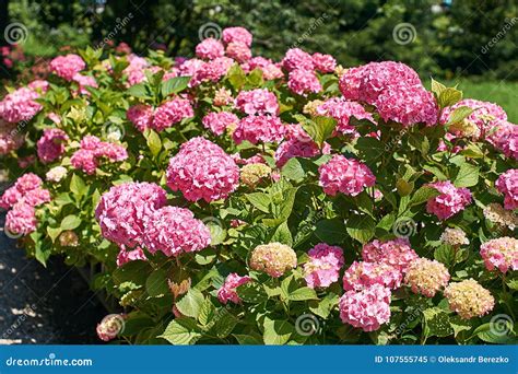 Beautiful Blooming Pink Hydrangea Bush Stock Image - Image of macro, fresh: 107555745