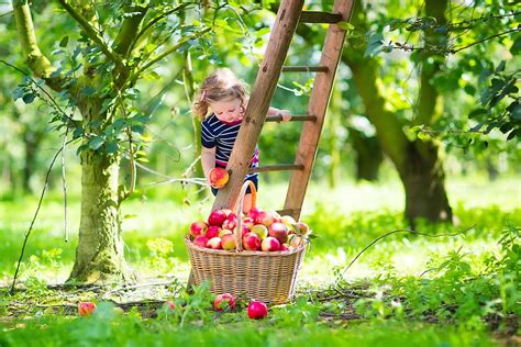 Take Your Kids Apple Picking: 5 Tips for This Fun Fall Family Activity ...