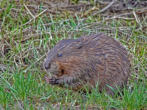 Muskrat eating grass stock image. Image of season, foliage - 38106179