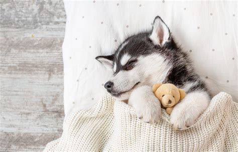 Cute Husky Wallpapers - Top Free Cute Husky Backgrounds - WallpaperAccess