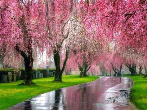 Pink Willow Trees