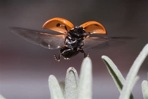 Ladybug Symbolism; A message - Spirit Animal Totems