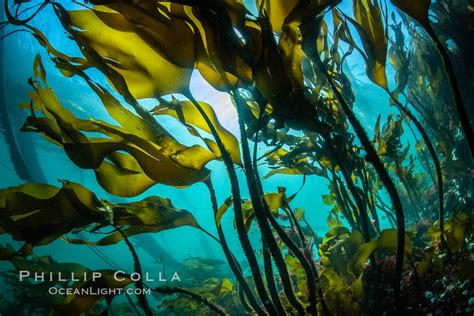 Bull Kelp Forest, Nereocystis luetkeana photo, British Columbia, Canada