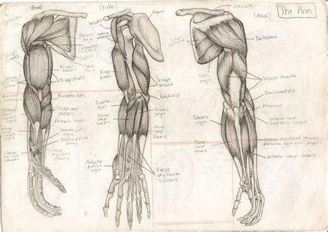 Anatomical study of human arm Body Type Drawing, Human Anatomy Drawing, Human Body Anatomy ...