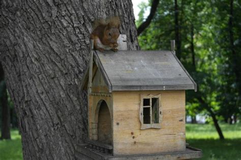 26+ Squirrel House Plans Pdf - TobiasMinerva