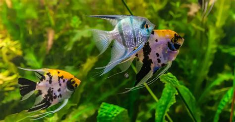 Freshwater Angelfish Care | Tank Size, Food, Lifespan, Habitat