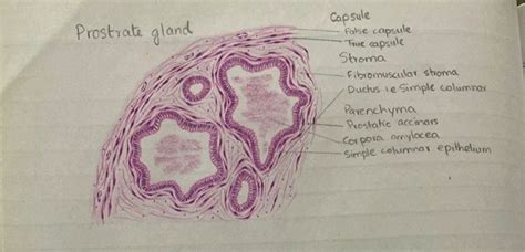 Prostate gland | Appunti