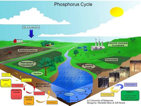 Phosphorus Cycle | Southwest Research and Outreach Center