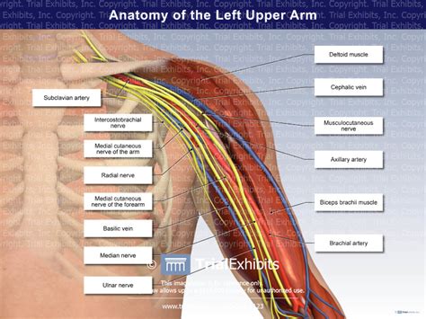 Anatomy of the Left Upper Arm | Trial Exhibits, Inc.