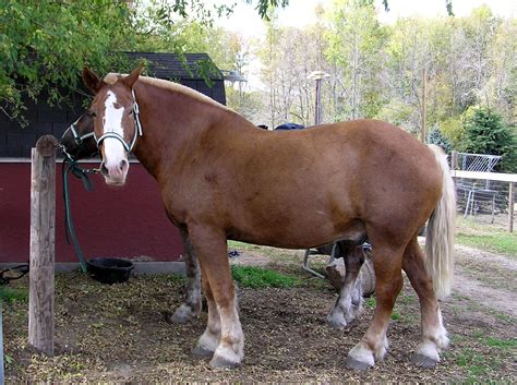 File:Belgian draft horse.jpg - Wikimedia Commons