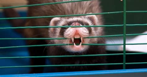 Ferret Teeth: Everything You Need to Know - A-Z Animals