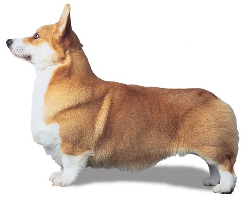 Pembroke Welsh Corgi