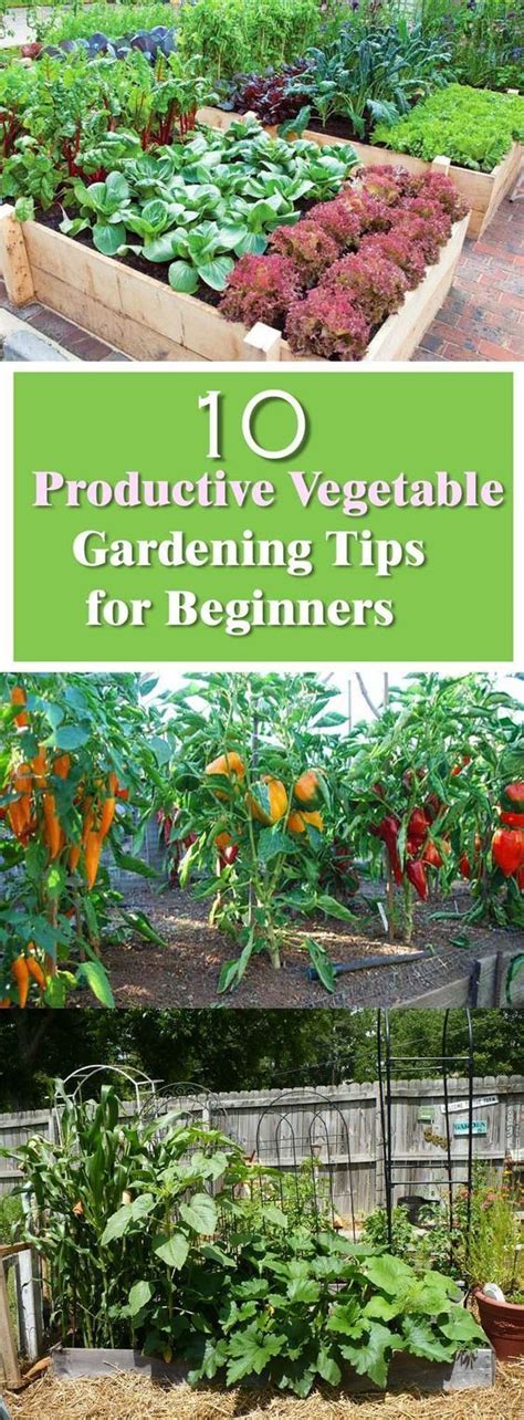 See these effective vegetable gardening tips for beginners. The secret to productive garden lies ...