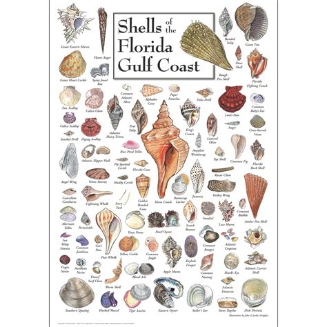 Shells of Florida’s Gulf Coast – Poster – Earth Sky + Water