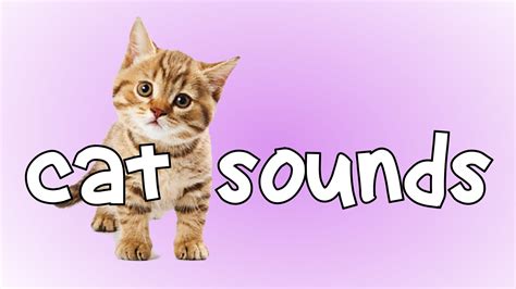 Get Cat Sounds Soundboard - Microsoft Store en-IN