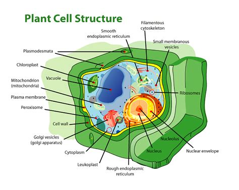 Human Cell Diagram Structure - Viewing Gallery