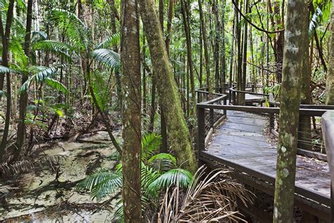 Fraser island rain-forest around Central station along shallow ...