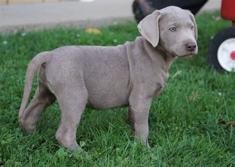 AKC Registered Silver Labrador Retriever Puppy For Sale Sugarcreek, OH ...