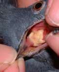 Pigeon Disease – The Eight Most Common Health Problems in Pigeons | Winning Pigeon Racing and ...