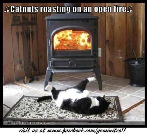 Chestnuts roasting on an open fire... | Funny animal photos, Funny ...