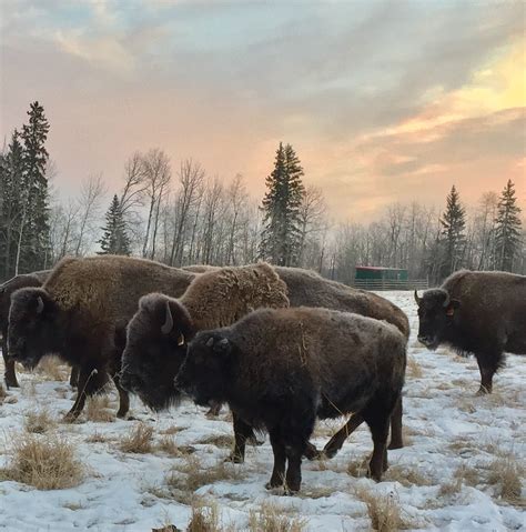 Thundering Ground Bison Ranch