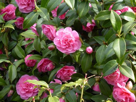 Camellia - Barmac Pty Ltd