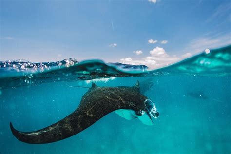 Snorkeling trip around Nusa Penida: Manta Bay, Crystal Bay, Gamat Bay, Toyapakeh 2021 - Nusa ...