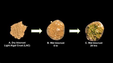 Exploring the Microbial Diversity in Biological Soil Crusts at Joshua Tree National Park (U.S ...